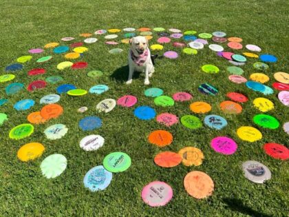 A dog in Moundsville, West Virginia, has been busy, collecting …