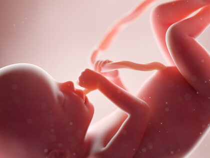 womb fetus