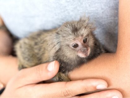 marmosets monkey on the hand.